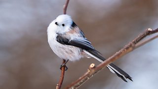 In search of kawaii: filming Japan’s cutest bird and the marvel of the ‘sap-cicle’