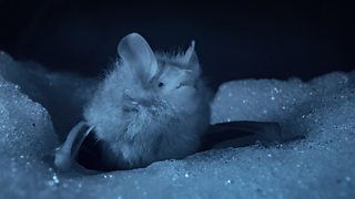 Entombed in snow: documenting Japan’s hibernating bats