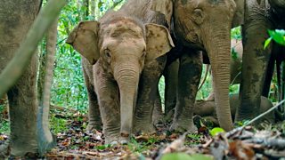 Filming the Bornean elephant: a tale of two forests