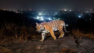 Bhopal: a city where tigers thrive