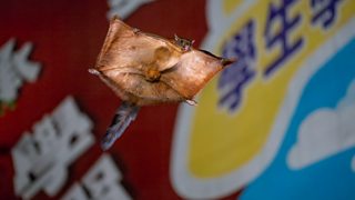 Filming Taipei’s urban flying squirrels