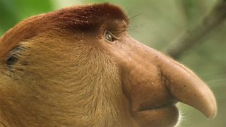 Filming proboscis monkeys in Borneo