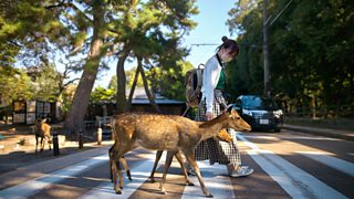 The marvellous Nara deer