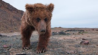 The world’s rarest bear