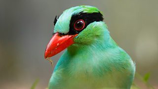 Finding hope: Panji and the Javan green magpie