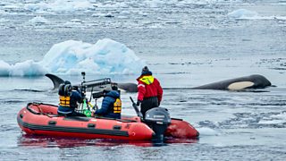 Capturing the secret lives of pack ice killer whales