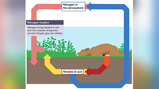 What is the nitrogen cycle in GCSE Biology? - BBC Bitesize