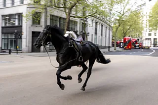 A black horse is seen galloping down a road in central London