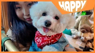 A dog and owner and the Happy logo