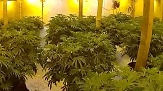 Cannabis plants in a factory.