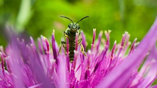 The making of Secret Garden