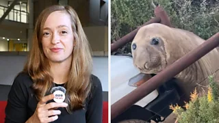 Split screen journalist Helen Livingston and Neil the seal