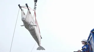 A beluga whale in a sling in the sky being carried up.