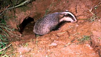 Wild - 2006-07 Shorts: 15. New Forest Badgers