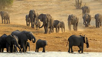 Natural World - 2008-2009: 11. Elephants Without Borders