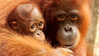 Orangutan Diary - Series 1: Episode 1