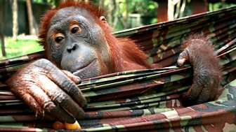 Orangutan Diary - Series 1: Episode 3