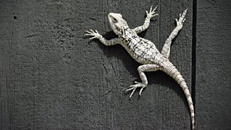 Born To Be Wild - 3. Reptiles And Amphibians