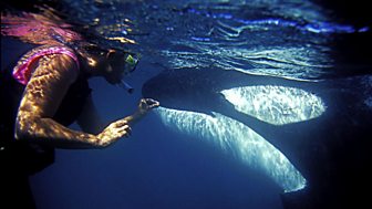 Natural World - 2011-2012: 5. The Woman Who Swims With Killer Whales