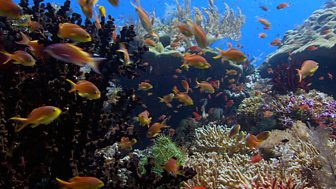 Wonders Of Nature - 17. Underwater World - Environment