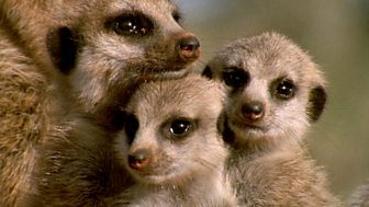 Wonders Of Nature - 19. Meerkats - Friendship