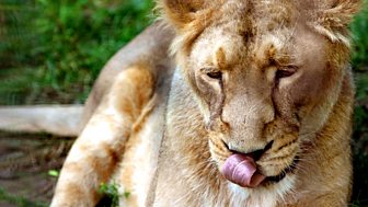 Joy Adamson's Born Free