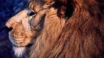 Soundscape: The Lion Pride