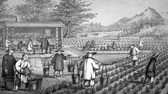 For All the Tea in China