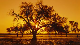 Ruth Rendell - The Fever Tree and Other Stories
