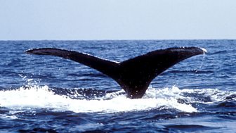 Philip Hoare's Guide to Whales