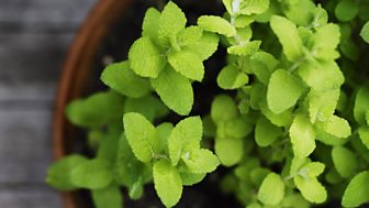 Herbs Pure and Simple