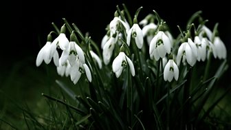 Snowdrops