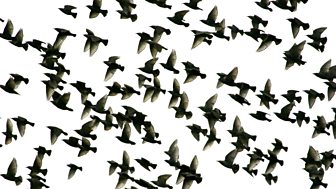 Daphne du Maurier - The Birds