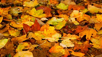 Autumn 1973