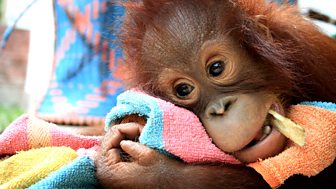Orangutan Diary - Series 1: Episode 2