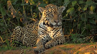 BBC Two - Wild Brazil - Jaguar