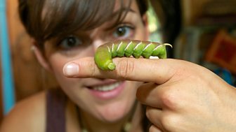 Minibeast Adventure With Jess - Caterpillar