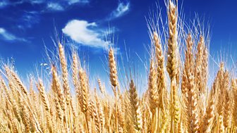 A traditional harvest