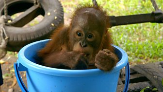 Blow Your Mind - Big Animal Emergencies: 2. Orangutan