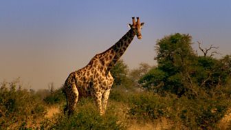 Blow Your Mind - Big Animal Emergencies: 3. Giraffe