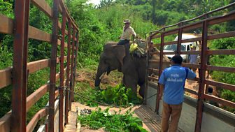 Blow Your Mind - Big Animal Emergencies: 5. Asian Elephant