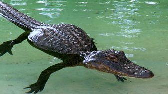 Blow Your Mind - Big Animal Emergencies: 8. Alligator And Tortoise
