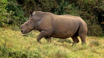 Blow Your Mind - Big Animal Emergencies: 9. Rhino