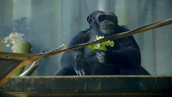 Blow Your Mind - Big Animal Emergencies: 10. Manta Ray, Tiger And Chimp