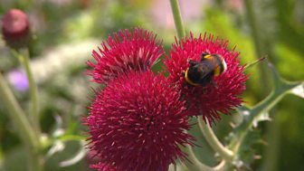 Gardeners' World - 2015: Episode 10