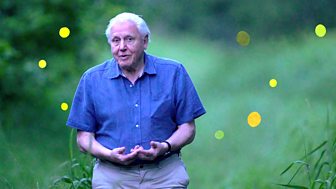 Attenborough's Life That Glows - Episode 16-12-2017