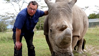 Saving Africa's Elephants: Hugh And The Ivory War - Episode 2