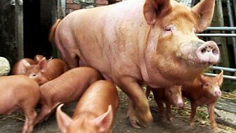 The Farmers' Country Showdown - Series 1: 6. Pigs