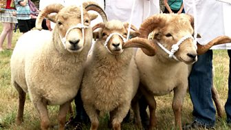 The Farmers' Country Showdown - Series 1: 9. Sheep