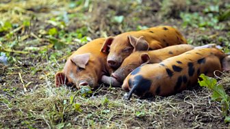 The Farmers' Country Showdown - Series 2: 15. Gransden Pigs